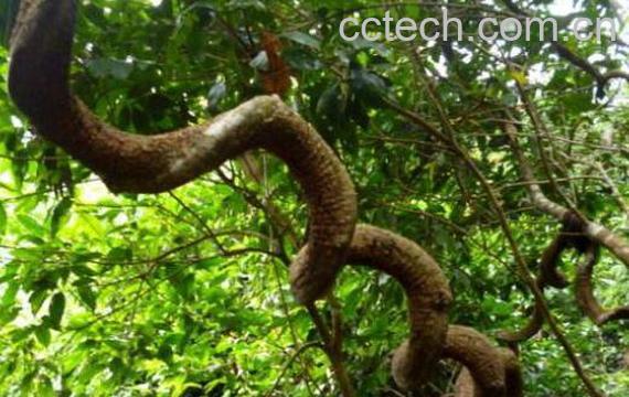 过江龙的功效与作用及药用价值-0