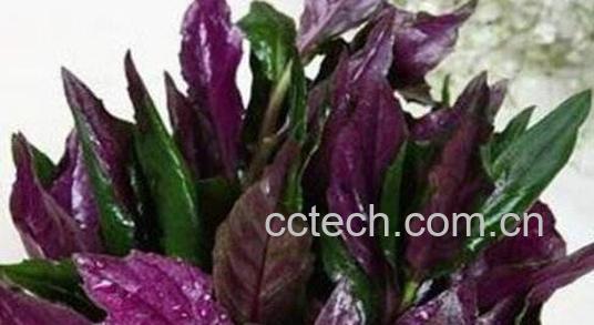 紫背天葵的功效及禁忌-0