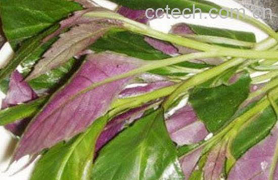 紫背天葵的功效及禁忌-1