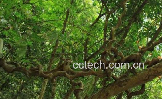 过江龙的功效与作用及药用价值-1