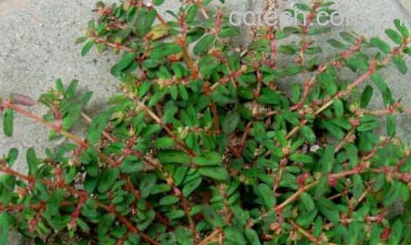 地锦草的功效与作用及药用价值-0