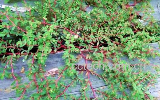 地锦草的功效与作用及药用价值-1