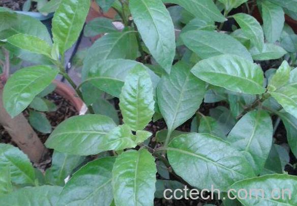 长寿草的副作用有哪些 长寿草哪些人群能吃-0