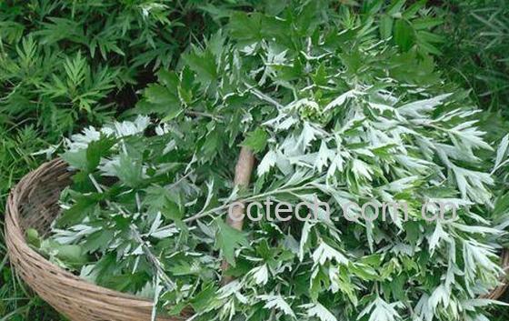 艾草晒干可以泡茶喝吗 艾蒿茶叶煮水喝治什么-0