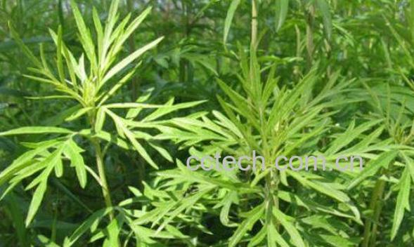 艾草晒干可以泡茶喝吗 艾蒿茶叶煮水喝治什么-1