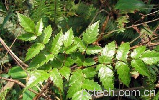 一把篾的功效与作用及药用价值-0