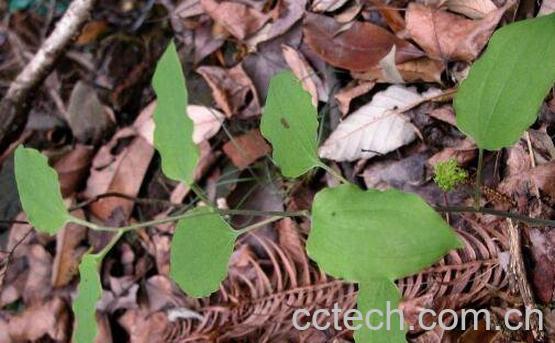 一把篾的功效与作用及药用价值-1