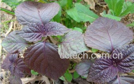 紫苏苞的功效与作用-0