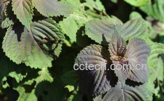 紫苏苞的功效与作用-1