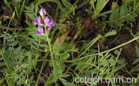 醉马草的功效与作用-0