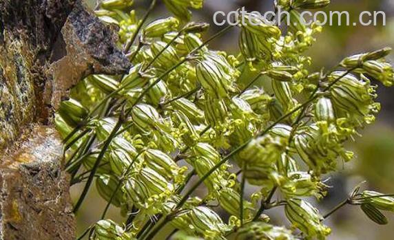 醉马草的功效与作用-1