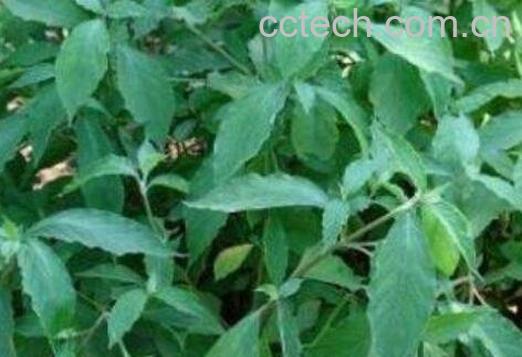 铁包金的功效与作用 铁包金的药用价值-0