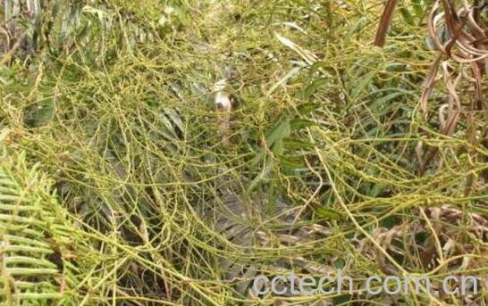 无根藤的功效与作用 无根藤的药用价值-0