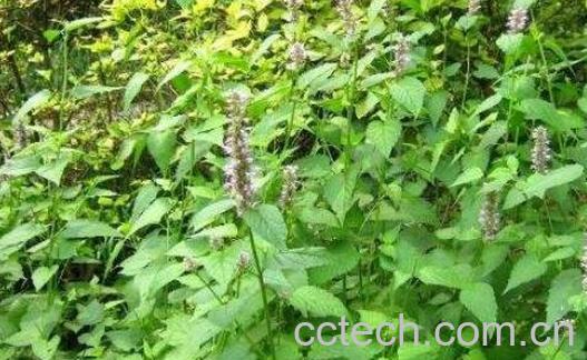 铁包金的功效与作用 铁包金的药用价值-1