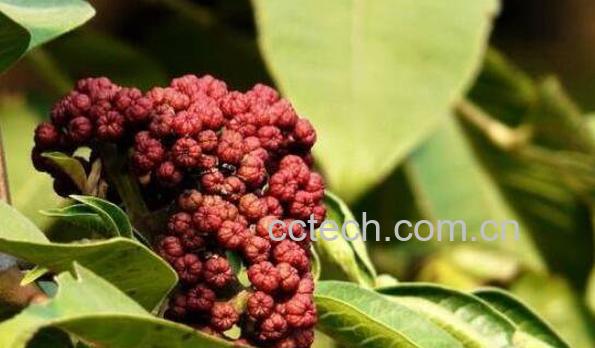 吴茱萸的功效与作用 吴茱萸的药用价值-0