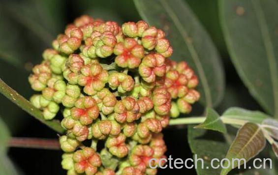 吴茱萸的功效与作用 吴茱萸的药用价值-1