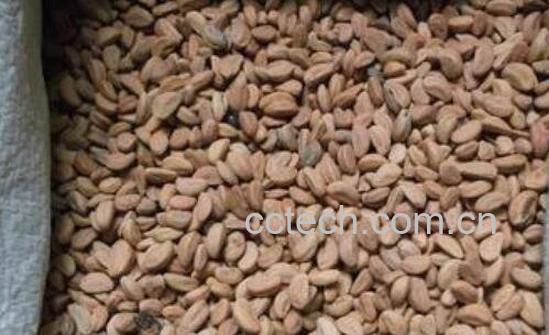 山楂核的功效与作用及药用价值-1