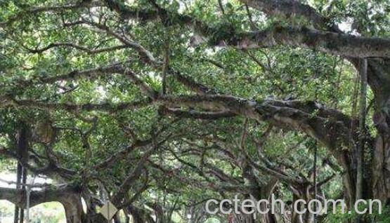  榕树胶汁的功效与作用及药用价值-0