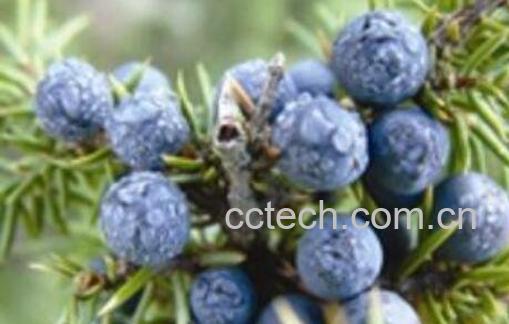 杜松实的功效与作用及药用价值-1