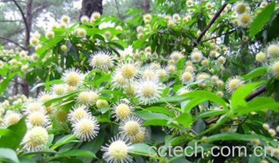 水团花根的功效与作用及药用价值-0