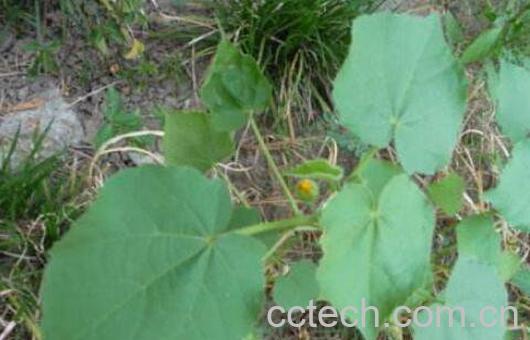 苘麻根的功效与作用及药用价值-1