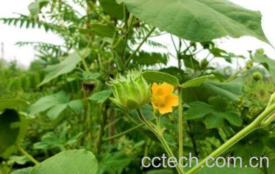 苘麻根的功效与作用及药用价值-0