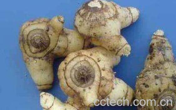 白芨的功效与作用 白芨的药用价值-0