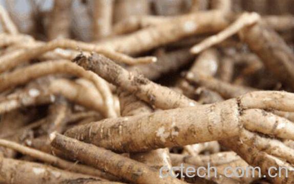 南沙参的功效与作用及禁忌-1