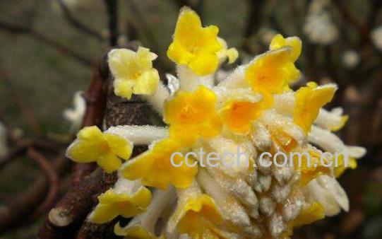 黄瑞香的功效与作用-0