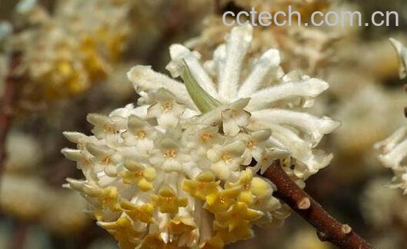 黄瑞香的功效与作用-1