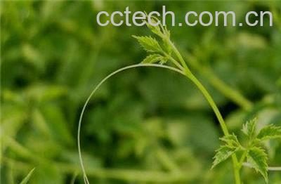 神仙草有副作用吗 神仙草的副作用有哪些-0