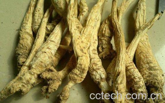 南沙参和北沙参的区别-1