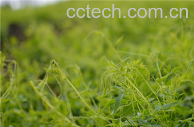 神仙草有副作用吗 神仙草的副作用有哪些-1