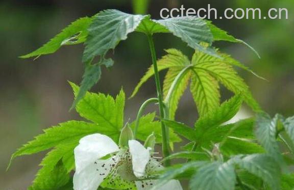 神仙草的功效与作用-0