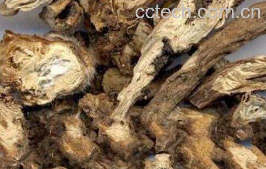 白头翁的功效与作用 白头翁的药用价值-1