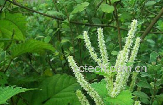 升麻的功效与作用及药用价值-0