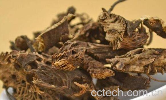 升麻的功效与作用及药用价值-1