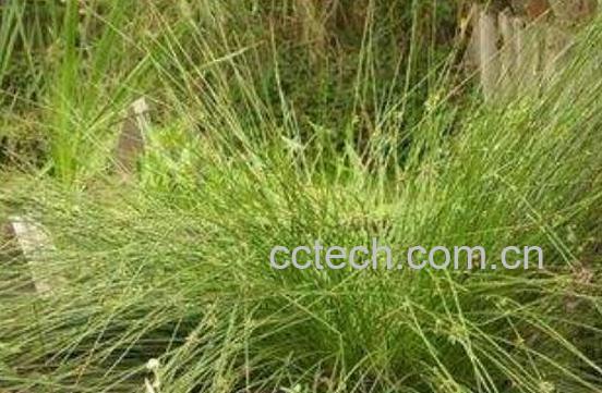 灯心草的功效与作用及食用方法-0