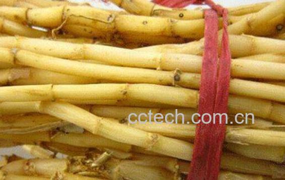 芦根的功效与作用及药用价值-0