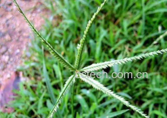 牛筋草怎么泡水喝 牛筋草泡水喝什么作用-1