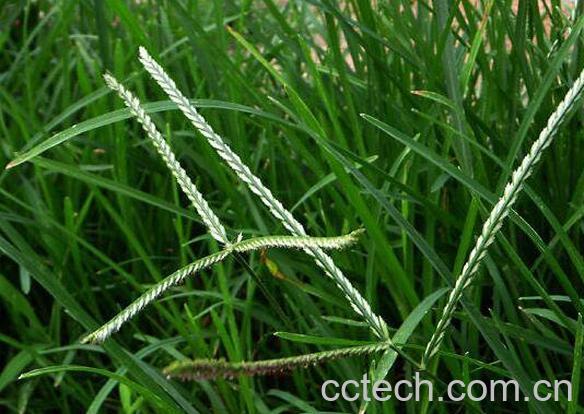 牛筋草怎么泡水喝 牛筋草泡水喝什么作用-0