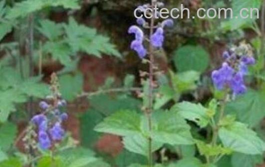 黄芩叶子的功效与作用-1