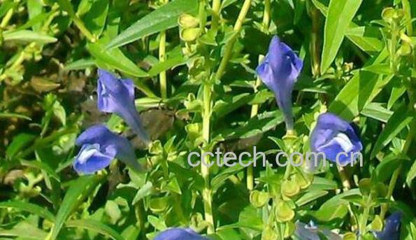 黄芩叶子的功效与作用-0