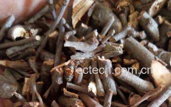 桑寄生泡水喝的功效-1