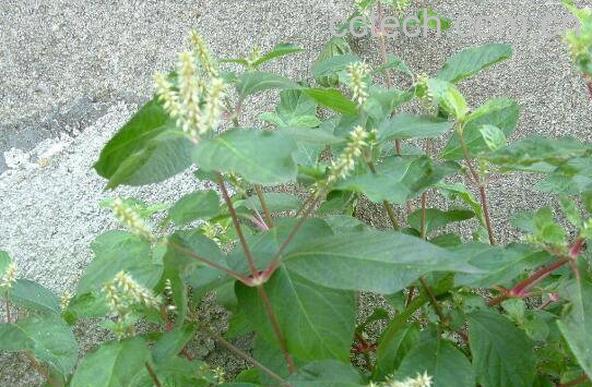 牛根草的功效与作用-0