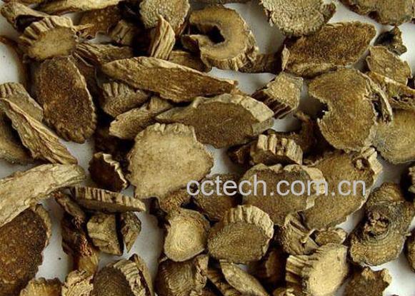 牛根草的功效与作用-1