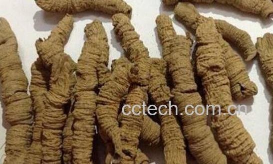 盐巴戟天的功效与作用及药用价值-0