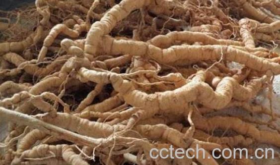 盐巴戟天的功效与作用及药用价值-1