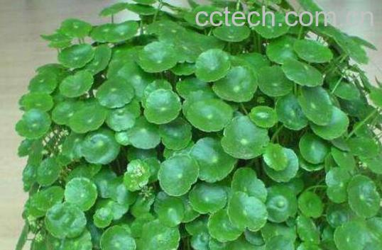 金钱草和铜钱草的区别-1