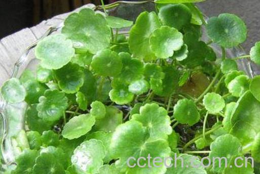 金钱草和铜钱草的区别-0